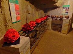 149 MUSEE DU CHAMPIGNON A  SAUMUR 2016 2_000025